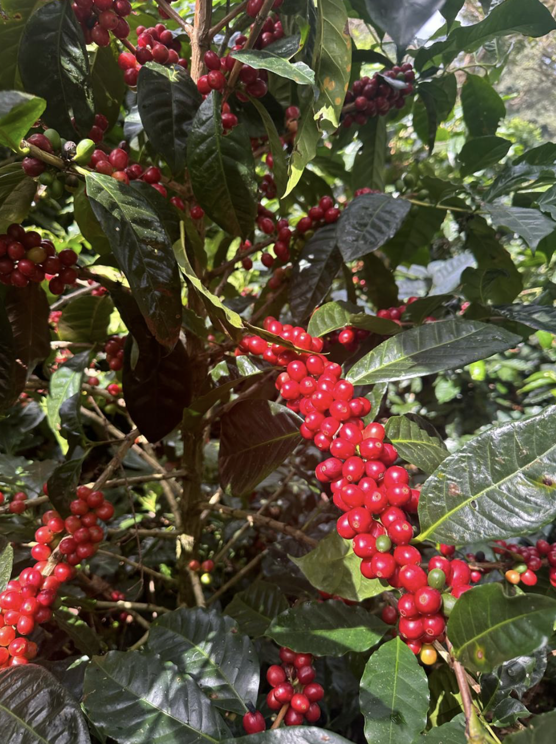 Screenshot 2025-12-08 at 1.28.21 pm Panama Cherries